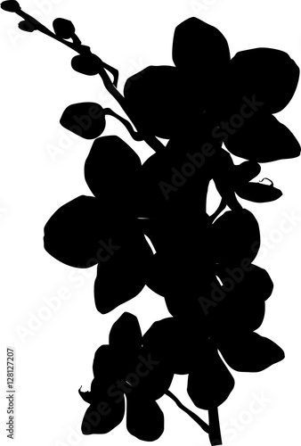 single orchid silhouette isolated on white