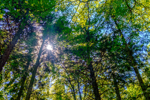 Trees and clear sky in the forest