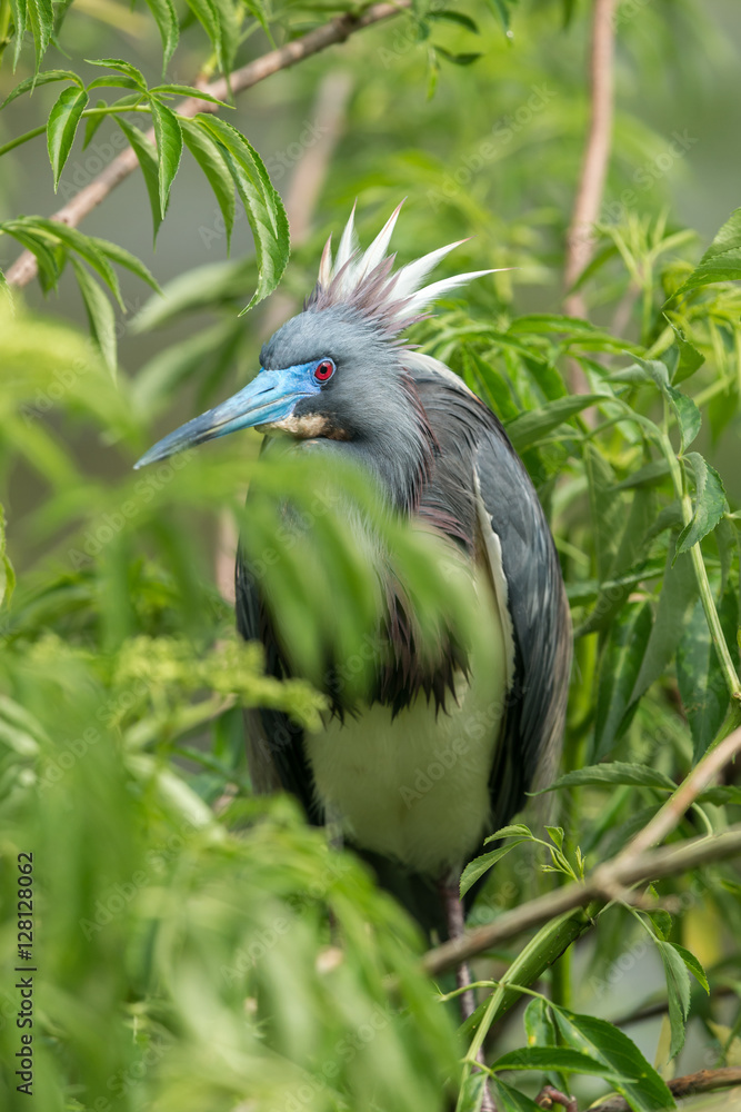 Fototapeta premium Tricolored Heron (Egretta tricolor) Perched on a Branch.