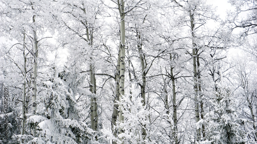 winter trees on snow