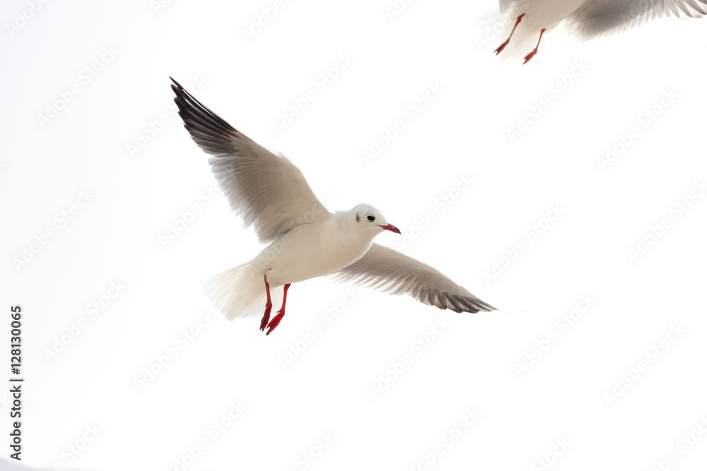 Fototapeta premium seagull flying