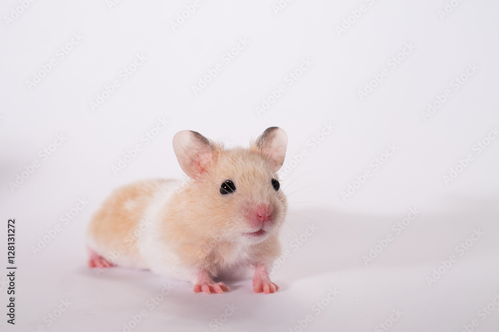 Cute adorable gold syrian hamster in studio, white background Cute adorable gold syrian hamster in studio, white background