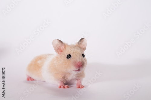 Cute adorable gold syrian hamster in studio, white background