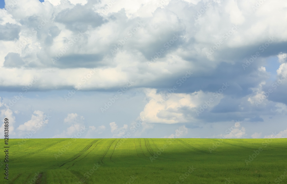 the natural backdrop of blue sky and green fields covered with grass