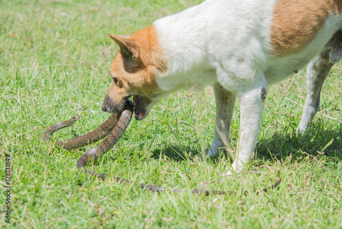 dog fighting with  snakes