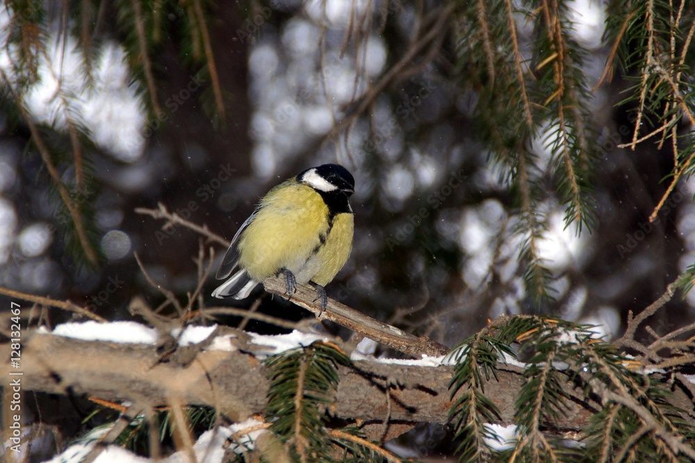 Fototapeta premium Tits on a winter evening 