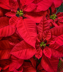 Keuken achterwand Rood Rode kerstster bloem close-up  © leekris