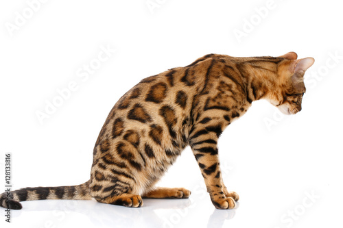 Bengal cat on white background sits sideways