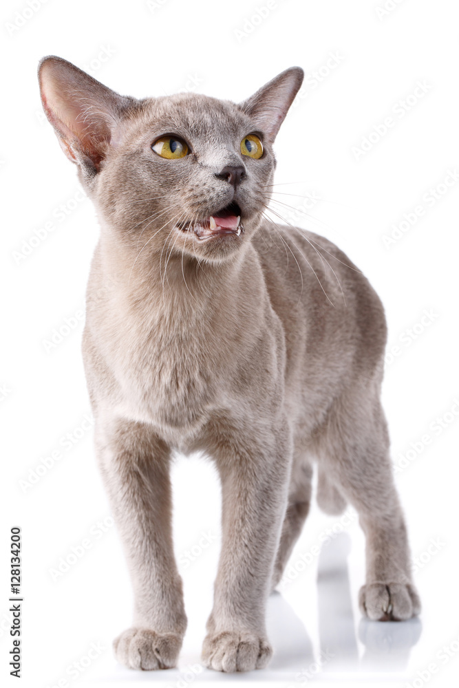 burmese cat standing on a white background with open mouth