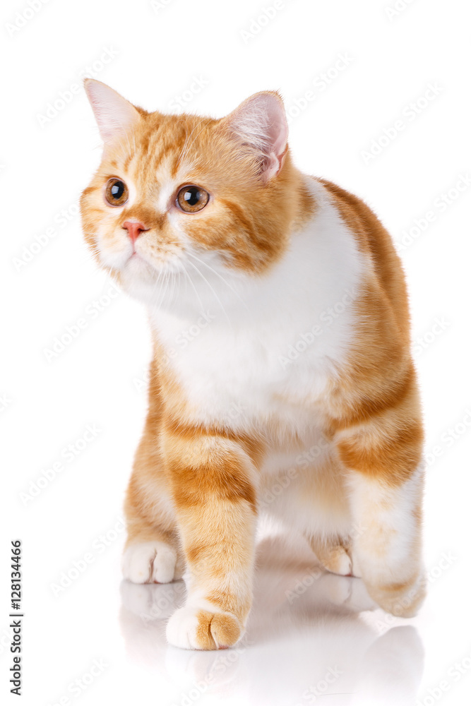 portrait of redhead Scottish cat sits portrait of redhead Scottish cat sits