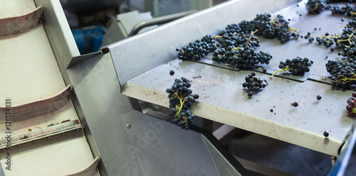 grape bunches on conveyer