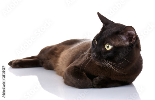 black Burmese cat with yellow eyes lying on white background