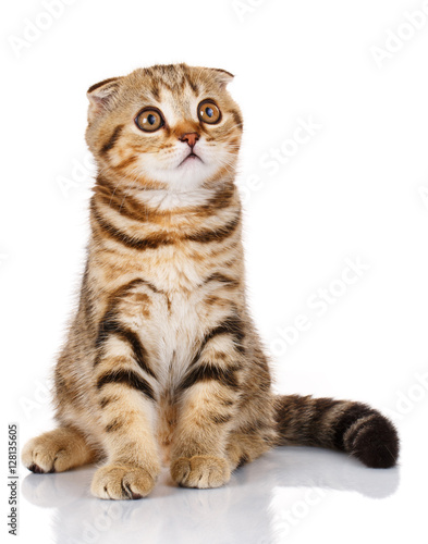 kitten sitting on a white background and looking up