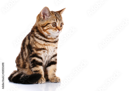 Scottish Straight kitten sitting isolated © serkucher