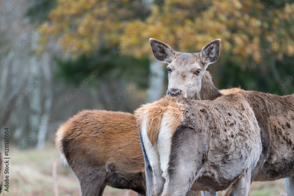 Fototapeta premium Wild im Wald