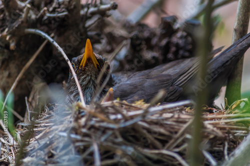 Merlette couvant ses petits. photo