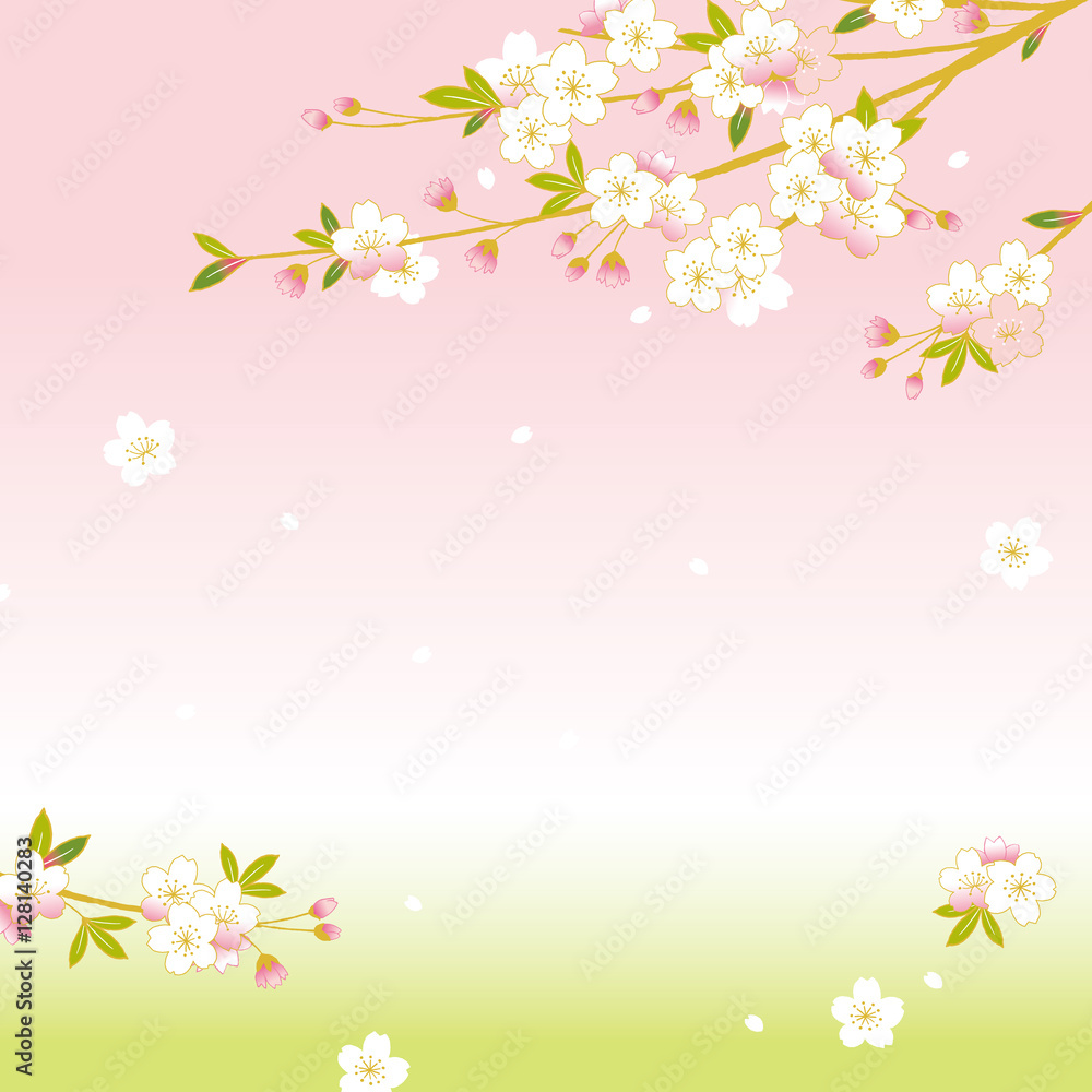 桜　背景イラスト