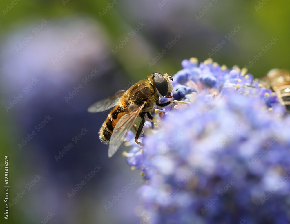 Hover Fly Hover Fly