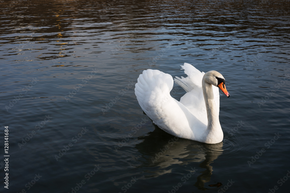 One white swan floating in a pond One white swan floating in a pond