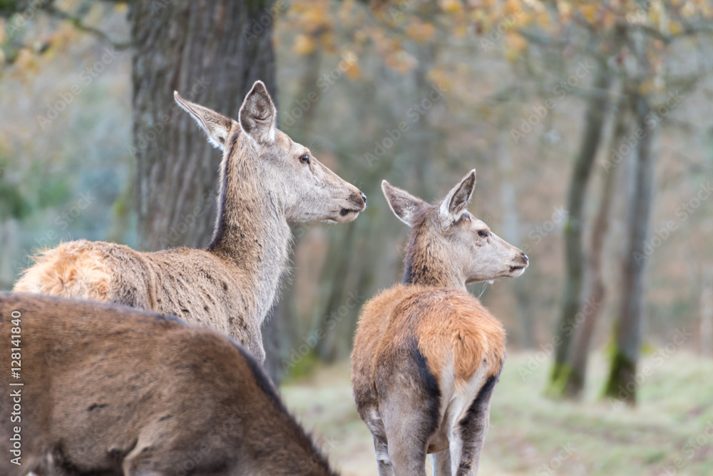 Wild im Wald Wild im Wald