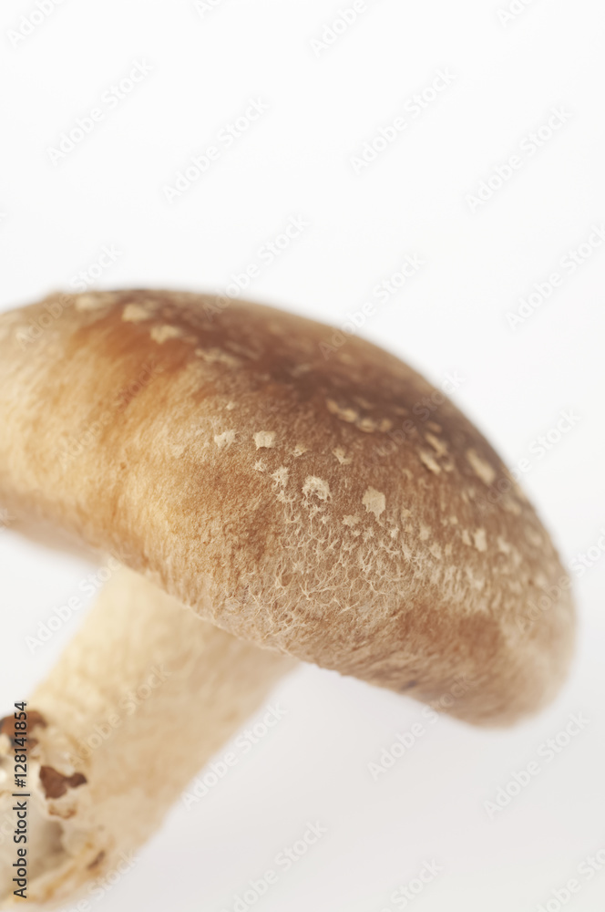 椎茸 椎茸
