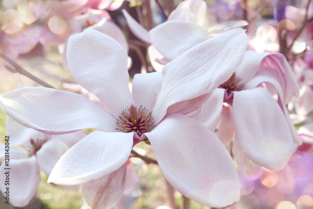 Naklejka premium Big magnolia flowers in the sunshine and sunlight spots