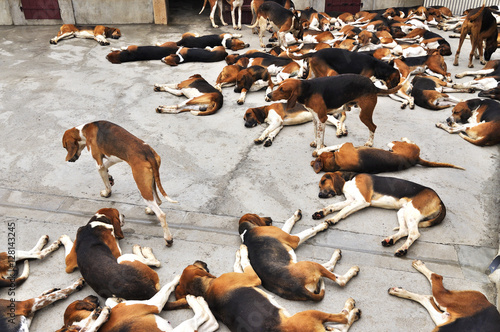 Hunting dogs in Cheverny Castle photo