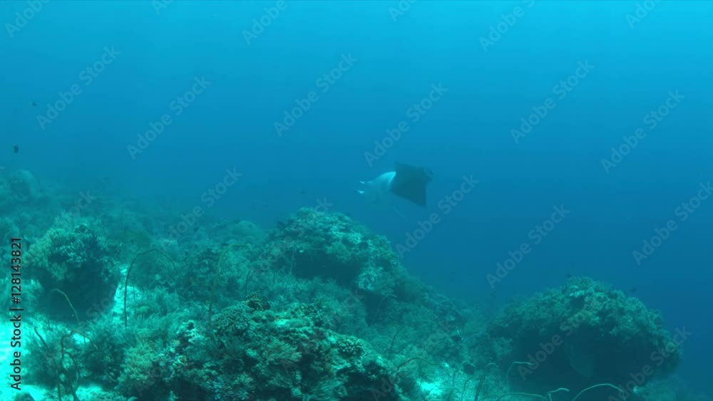 Two Manta rays swimming on a coral reef. 4k footage Two Manta rays swimming on a coral reef. 4k footage