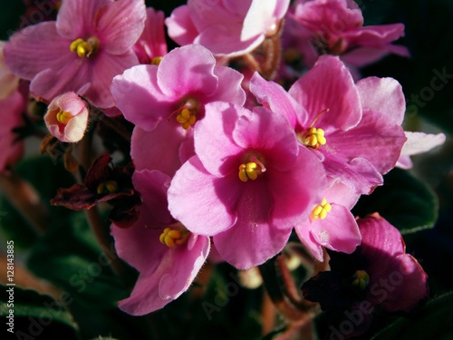 African violet with pink flowers
