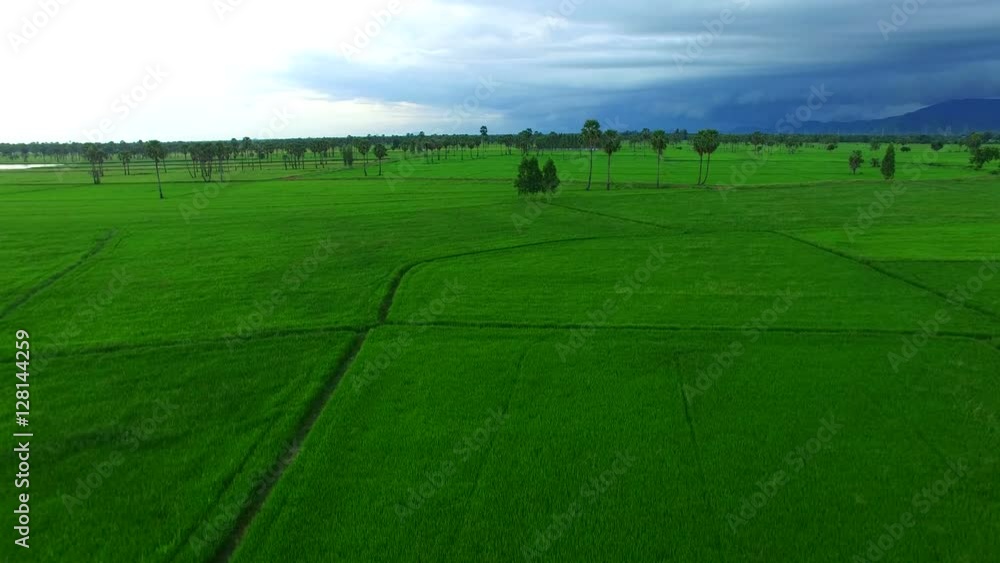 green rice paddy field in petchaburi thailand green rice paddy field in petchaburi thailand
