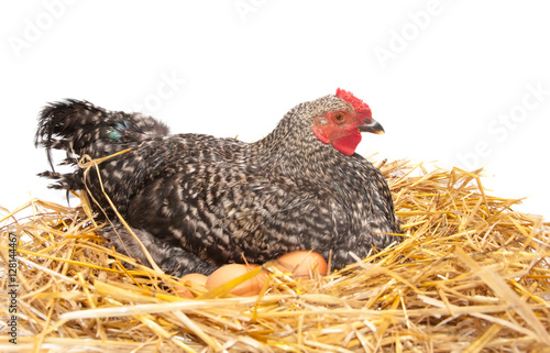 The hen sits on the eggs in the hay.On a white background.