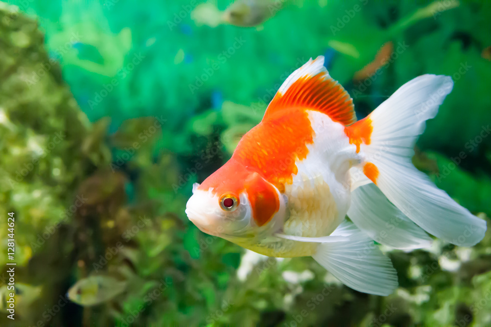 floating fishes in an aquarium