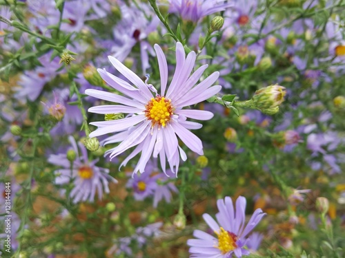 Winter Flower 