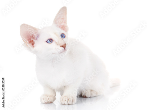 white cat with big ears and blue eyes sitting, isolated