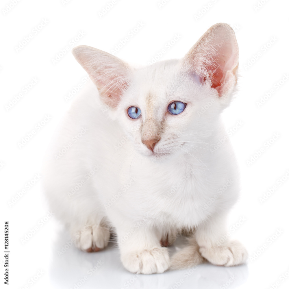 Blue-point siamese cat portrait