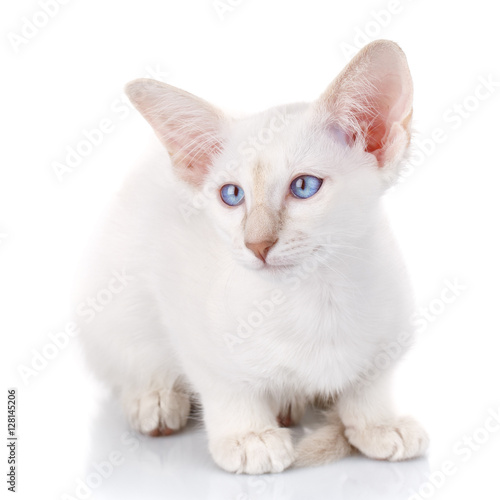 Blue-point siamese cat portrait