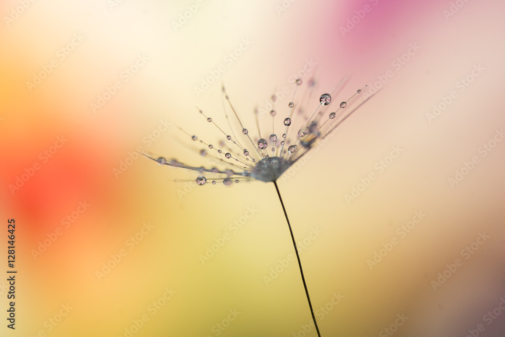 Fototapeta Dandelion seed covered in waterdrops