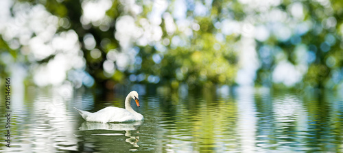 The image of a swan on the water.