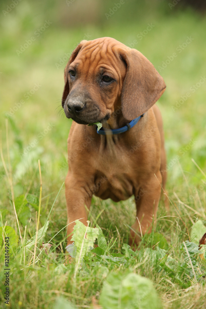 Amazing puppy of rhodesian ridgeback in the garden Amazing puppy of rhodesian ridgeback in the garden