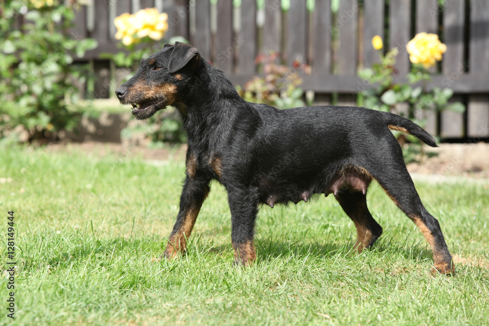 Beautiful German Hunting Terrier in the garden Beautiful German Hunting Terrier in the garden