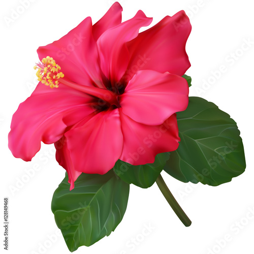 Pink hibiscus flower