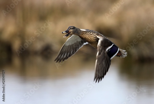canard col vert volant au dessus d'un étang.  Anas platyrhynchos © papinou