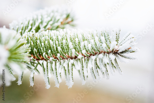Spruce branch with frost.