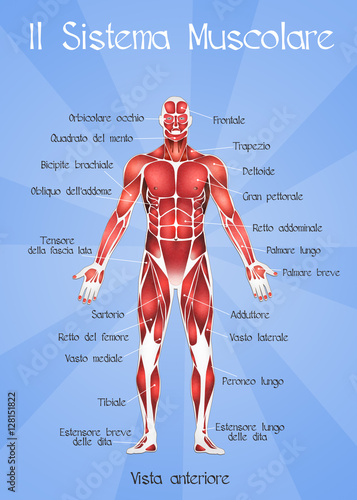 Obraz na plátně the muscular system