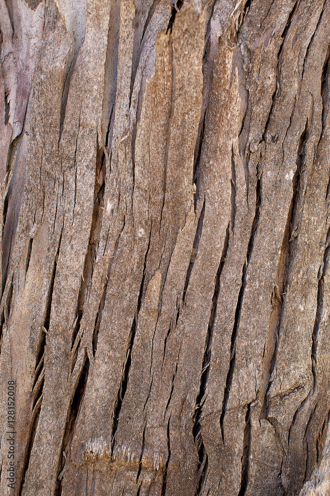 Obraz premium Tree trunk background