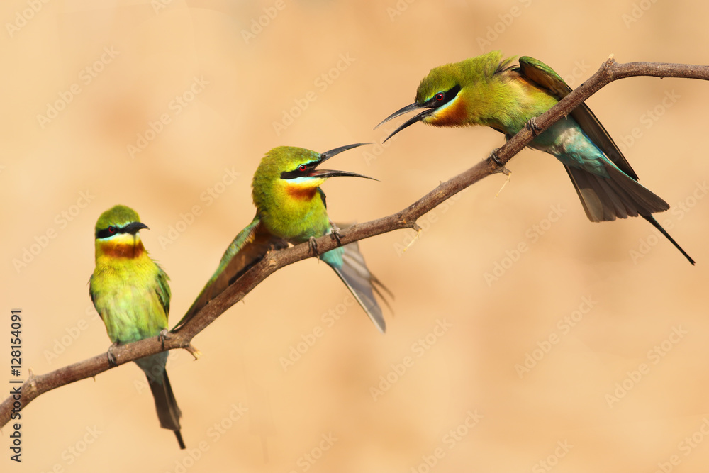 Obraz premium Territorial Fight of blue tailed bee eater