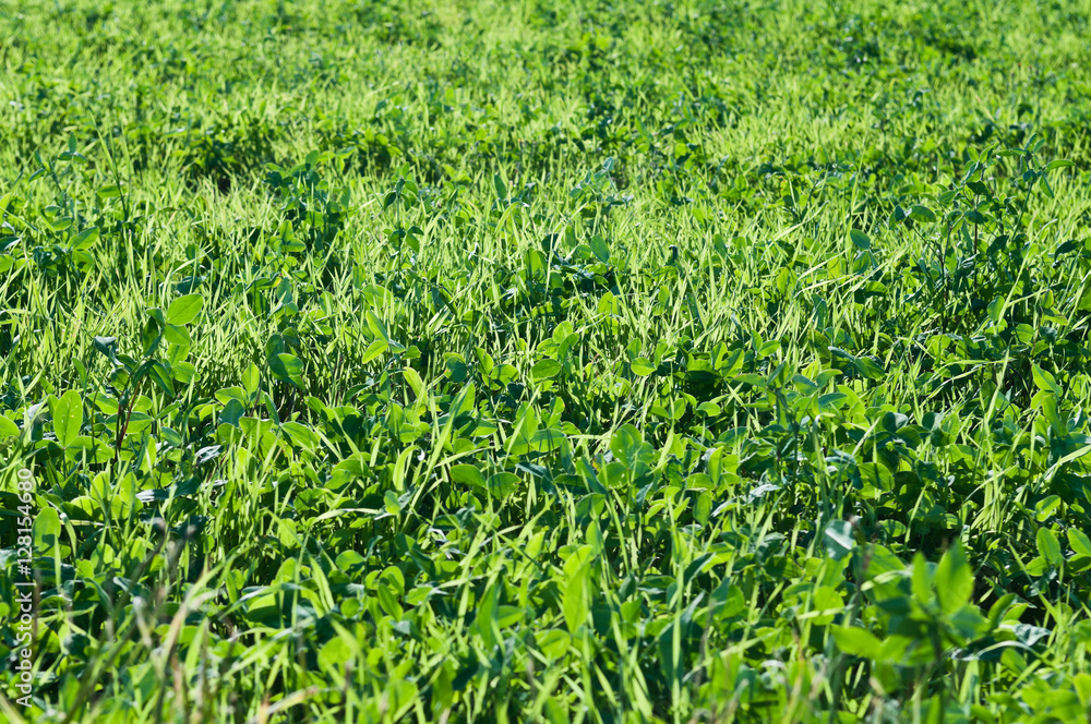 Meadow with clover leaves bright green background. Meadow with clover leaves bright green background.
