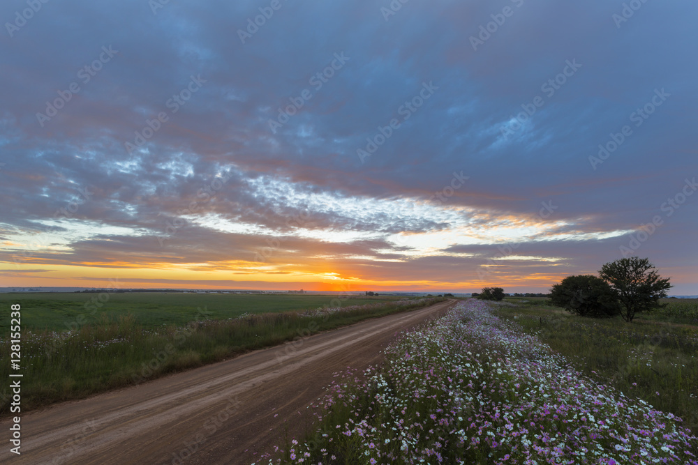 Cosmos flowers at sunset