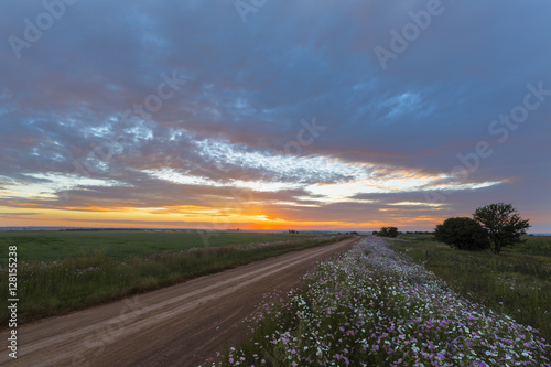 Cosmos flowers at sunset