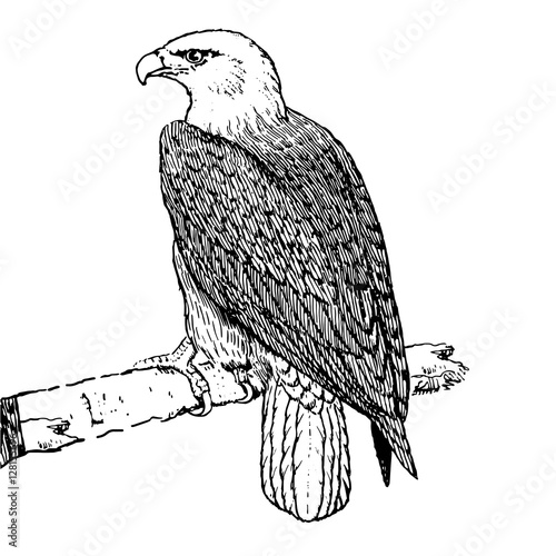 sketch tattoo eagle